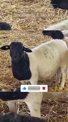 Овцы породы Дорпер! Разведение мясной породы овец!