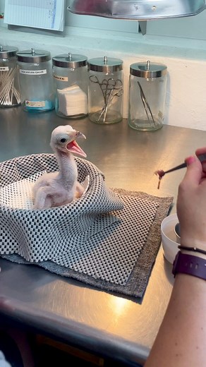 Baby secretary bird snack time! 🐣🍼 | San Antonio Zoo