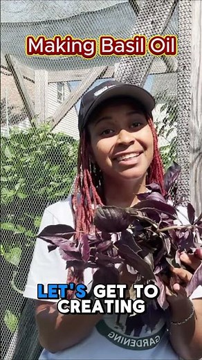 Purple Basil: From Garden to Making Basil Oil