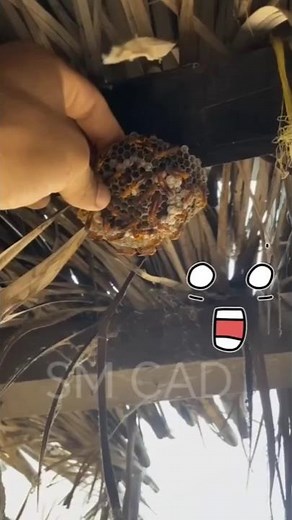 He grabbed a Wasp 🐝 Nest without stinging #wasp #insects #animals #shorts #hornet