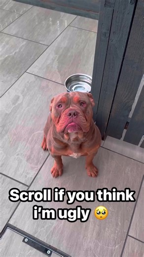 Adorable Old English Bulldog Moments