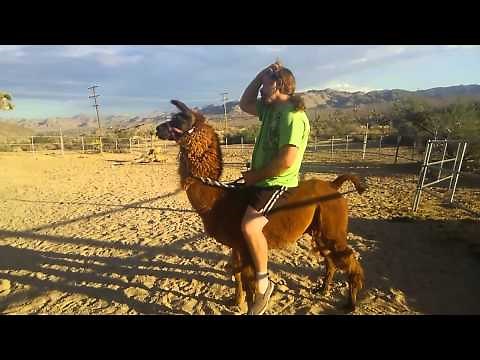 Randy tries to ride a Llama
