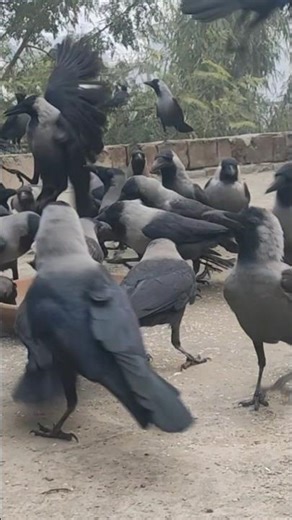 "Crow Crying In Massive Crowd 😱 | Nature's Warning #shorts