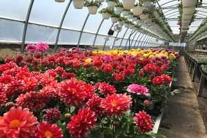 Register now for online biological control for greenhouse growers course