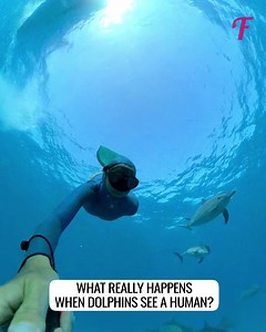9.1K views · 123 reactions | Dolphins safeguard humans from potential shark attacks. | Fabiosa Better World | Facebook