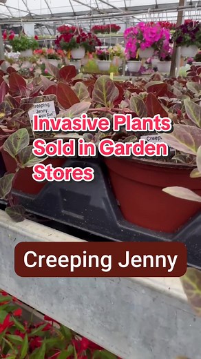 Invasive Species Centre on TikTok