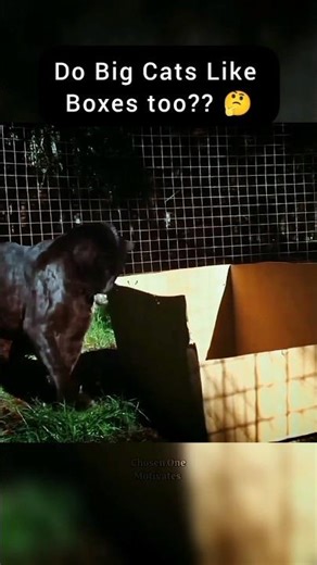 Do Big Cats Like Boxes too? 🤔