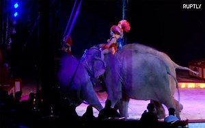 Circus elephant chaos promptsoutcry from animal rights groups