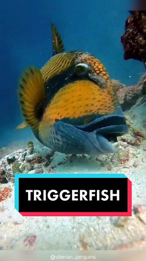 The Fascinating World of Triggerfish: Ocean's Dangerous Creatures