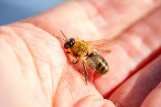 As Varroa spreads, now is the time to fight for Australia’s honey bees – and you can help