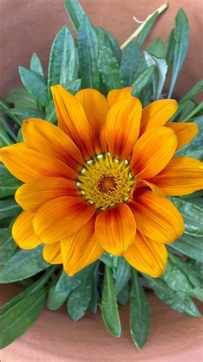 Orange bliss blooming bright! ☀️ #shortsfeed #gardenflowers