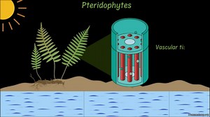 Cryptogams - Pteridophytes