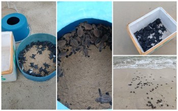 Turtle Conservation Efforts Paying Off In Labuan With Rising Hatchling Numbers
