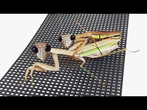 I finally found a male praying mantis! Attempt to mate with Kiwi