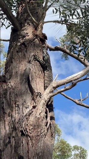 Australian Lace Monitor/Tree Goanna