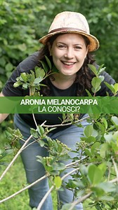 🌿 Aronia Melanocarpa: un superfrutto che cresce proprio nel mio giardino! In questa puntata speciale di Green Lovers andata in onda su RaiPlay con Luca Sardella, ti porto con me alla scoperta di un ingrediente prezioso, ricco di antiossidanti e perfetto per preparazioni creative e naturali 💜 👀 Guarda questo estratto e scopri perché l’aronia è chiamata “l’oro nero della salute”. 💌 Vuoi la ricetta della mia Aronia Pochet? Scrivi RICETTA nei commenti e te la invio subito in DM! 📺 Se ti sei per