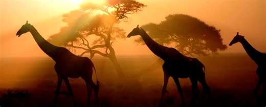 Global Operations Home