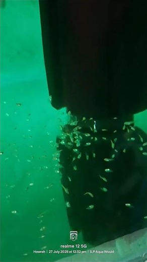 Feeding Time For Baby Angel Fish