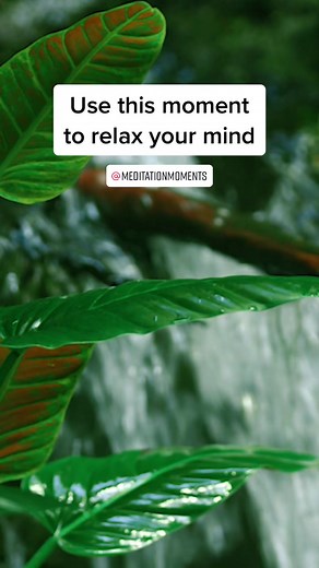 Calm your mind. #meditate #yoga #watersound #relaxingsounds #rainforest #naturesoundsforsleepandrelaxation