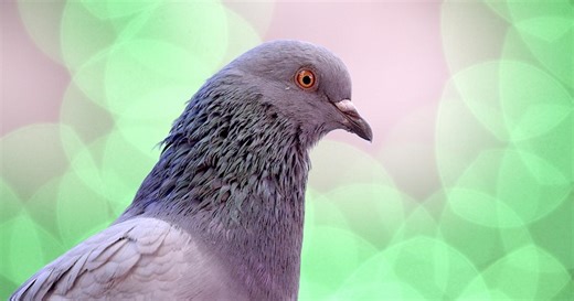 How NYC Pigeons Survive the City That Never Sleeps