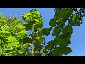 Storm the Castle/Princess Tree EcoQuest Challenge: October 2021