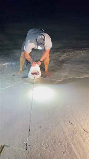 SANDBAR Shark tagged and RELEASED off PANAMA CITY BEACH #fishing #reels #florida #Conservation #NOAA | All American Shark Fishing