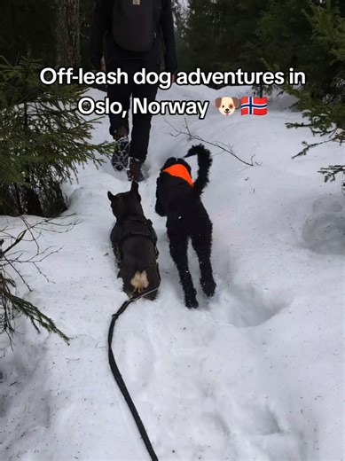 Off-leash dog adventures in Oslo, Norway with @doghikingoslo.no 🐶🇳🇴 #doghikingoslo #hundepasser #hundepasseroslo
