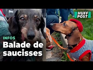 À Paris, la « Sausage Walk » s’est transformée en défilé de mode de teckels sur les quais de Seine