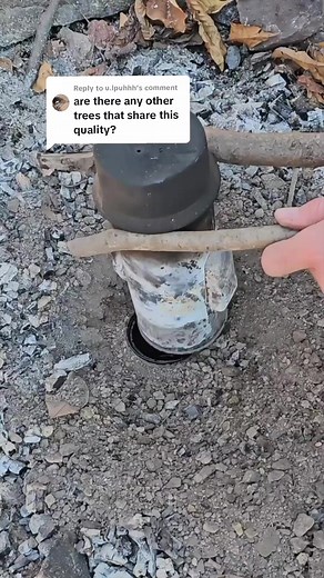 Making pine tar from fat wood #fyp #foryou #foryoupage #bushcraft #survival #selfreliance #outdoors #survivalskills #primitiveskills | Camping & Bushcraft