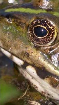 🐸Ne touchez JAMAIS à ce crapaud ! 😱🚫 #Danger"​