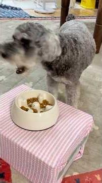 ごはんです #ミニチュアシュナウザー #miniatureschnauzer #ごはん