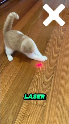 Never Point a Laser at Your Cat Without Knowing This! #shorts