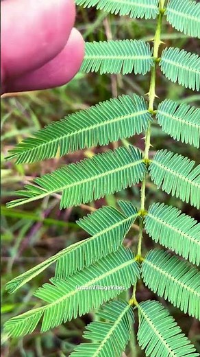 This plant moves when you touch it! Nature's little secret… 🌿👆#shorts #trending #nature #viral