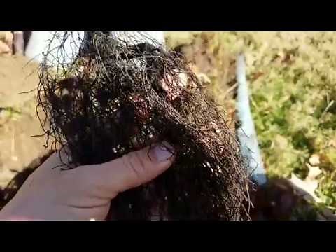 How to Plant Bareroot Persimmons (plus a surprise visitor!)