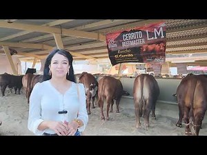 BEEFMASTER.. Rancho EL CERRITO.. National BEEFMASTER Show.. Guadalupe.. Nuevo León.. MX...