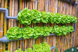 Everything You Need to Know About Vertical Farming at Home