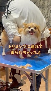 【トリミング不安三姉妹】それぞれが抱える不安を乗り越えトリミング完了！奮闘の様子を見てあげてね。 #ポメチワ #チワワ #癒し＃dogs＃トリミング