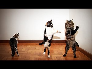 Pets Dancing 😹 Funny Animals Dancing 😂 [Funny Pets]