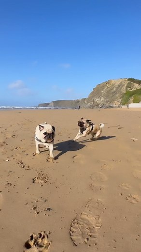I wasn’t expecting that… 💥🤣 #puggysmalls #notoriouspugs #instadoggo #puglife #instapug #pugstagram #dogsofinstagram #pugsaddict #cutedog #cuteanimals #funnyanimals #famousdog #pug #pugs #pugsnotdrugs #thepuggysmalls #pugpuppy #dogstagram #instadog #dogsofinstagram #newquay #watergatebay #cornwall | Puggy Smalls
