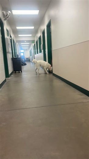 3.1K views · 599 reactions | We are beyond thrilled to share that...