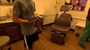 Giving my Ball Pythons an Ultrasound at the Doctors Office To See if...