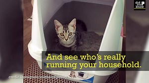 5.8M views · 24 reactions | If your cat doesn't bury its poop... watch out. (Via Did You Know) | Did You Know? - Trending | Facebook