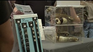 Hunting with primitive guns