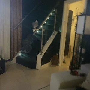 12K views · 897 reactions | This is going to be KELOS ROOM WEN I GET IT ALL SORTED X Need to get him used to it x | Kelo the African Grey | Facebook