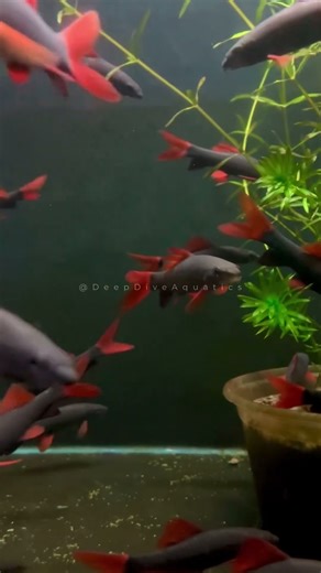 Didn’t Expect Rainbow Sharks to Be THIS Peaceful.