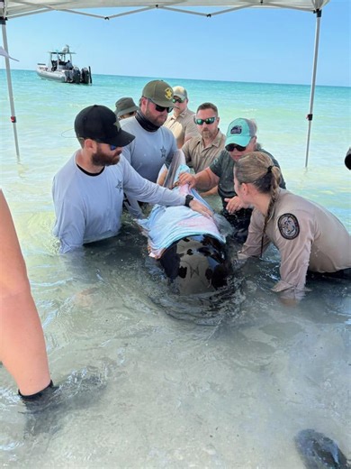 Young whale stranded on the beach in Florida is euthanized
