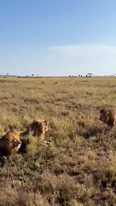 The strongest brotherly love exists among lions. A brother never leaves another behind; they stand together through every moment until the end. These three male lions from the central Serengeti show an unbreakable bond and deep love for each other. Incredible sighting by @juma_jay16 in Serengeti NP, Tanzania! | Wild Lions