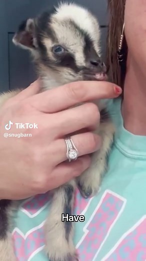 Tiny Goat Breeds for New Homesteaders