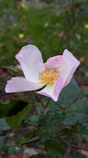 As you tidy up around the autumn garden, take a moment to appreciate the steadfast companions still about at this time of year — how the flexible canes embrace the November breeze, and the complex forms are encrusted with pearls of cool morning dew. #autumngarden #rosesinnovember | Fraser Valley Rose Farm