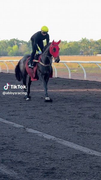 Thoroughbred Horse Racing Trackwork Insights